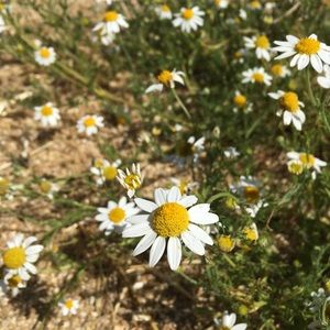 Meet your Posher, Elyse